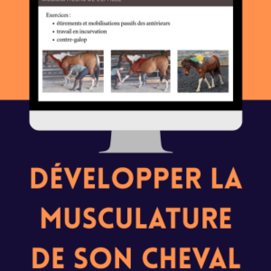 Développer la musculature de son cheval - Webinaire