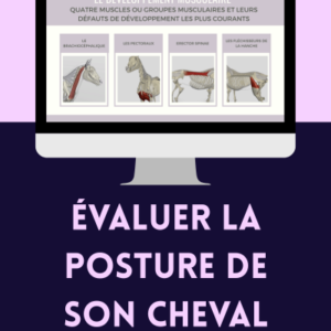 Évaluer la posture de son cheval - Webinaire