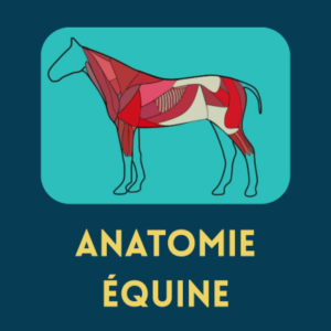 Anatomie équine pour les cavaliers : l'appareil locomoteur